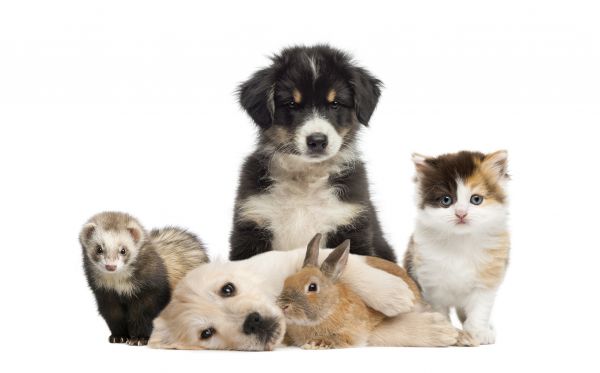Corpus Christi Pets