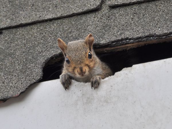 Corpus Christi Wildlife Removal