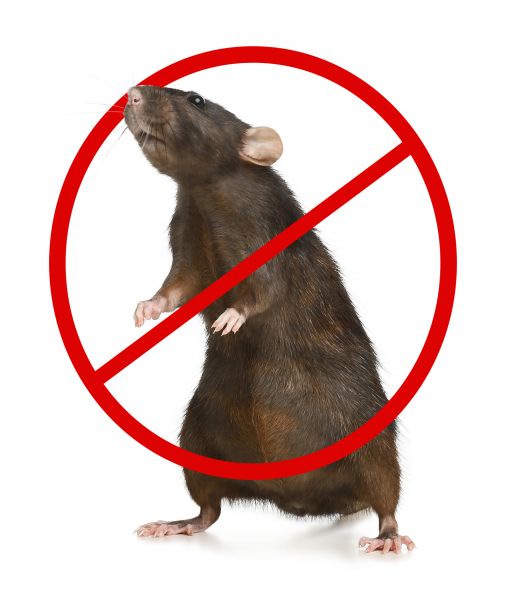 Corpus Christi Pest Control Service